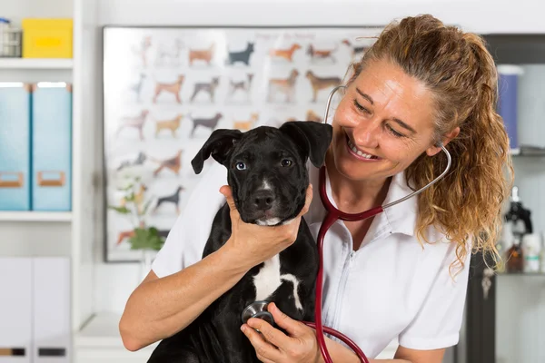 Veterinář se svým psem Americký Staffordshire — Stock fotografie