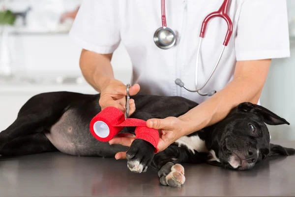 Veterinář se svým psem Americký Staffordshire — Stock fotografie