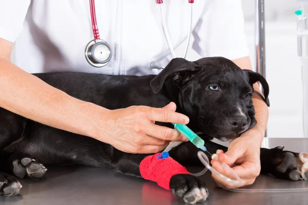 Veterinario con su perro American Staffordshire — Foto de Stock