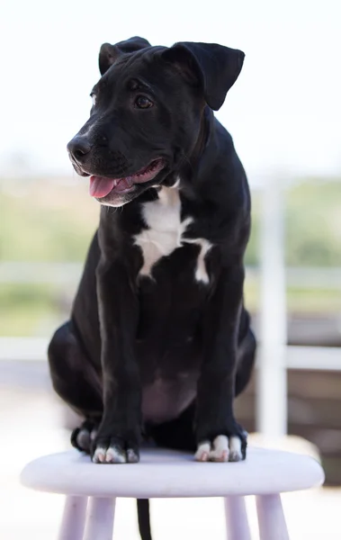 American Staffordshire dog — Stock Photo, Image