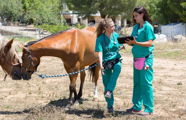 Veterinary horses on the farm — Stock Photo, Image