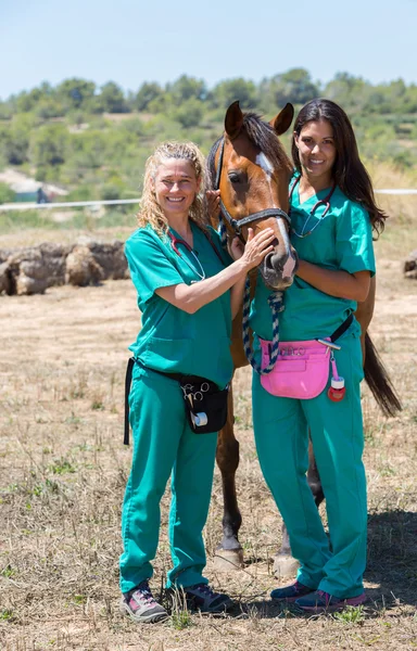 Caballos veterinarios en la granja — Foto de Stock