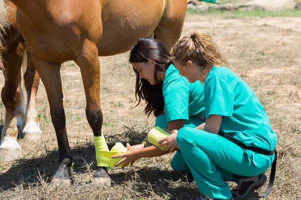 Veterinärmedicinska hästar på gården — Stockfoto