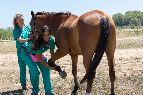 Caballos veterinarios en la granja — Foto de Stock