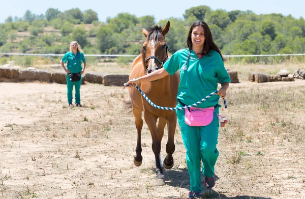 Weterynaryjny koni na farmie — Zdjęcie stockowe