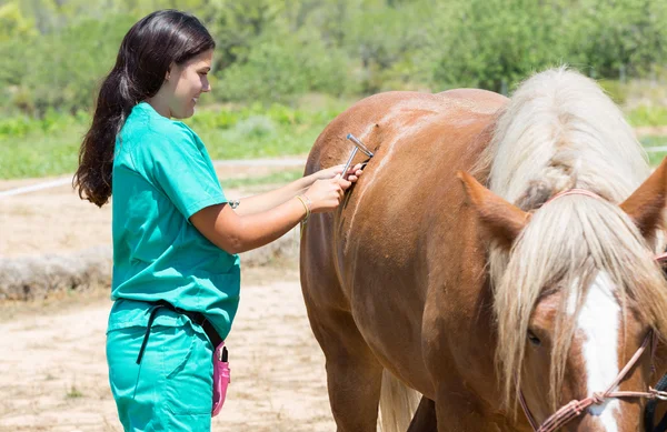 Cavalli veterinari in azienda — Foto Stock