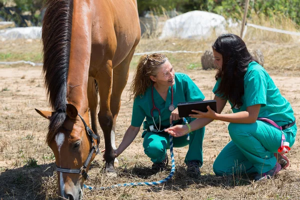 Caballos veterinarios en la granja — Foto de Stock