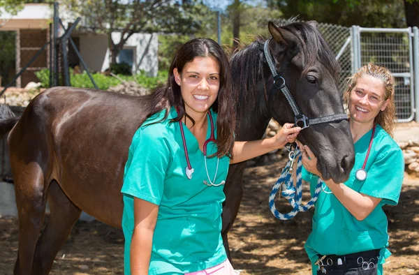 Veterinärpferde auf dem Hof — Stockfoto