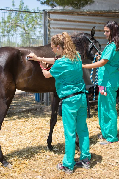 Chevaux vétérinaires à la ferme — Photo