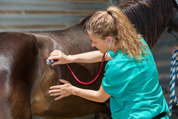 Chevaux vétérinaires à la ferme — Photo