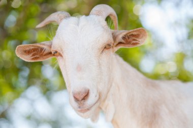 Keçi Pyrenees içinde