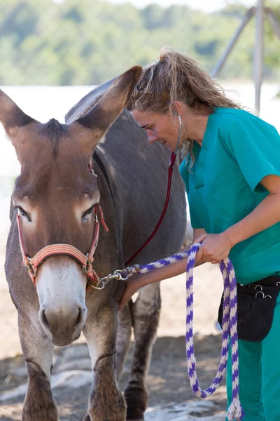 Veterinary in the farm — Stock Photo, Image