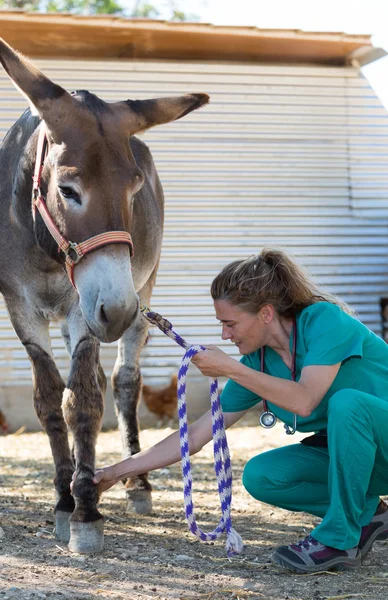 Veterinário na fazenda — Fotografia de Stock