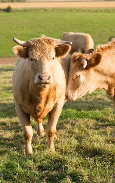 Norman cow in the field — Stock Photo, Image