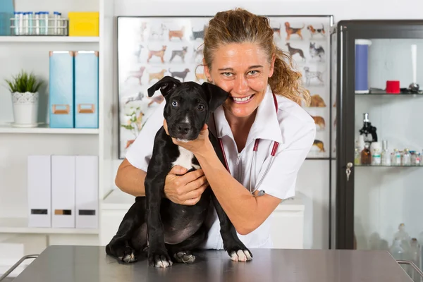 Vet with his dog American Staffordshire — Stock Photo, Image