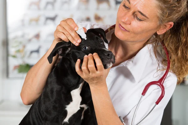 Veterinario con il suo cane americano Staffordshire — Foto Stock