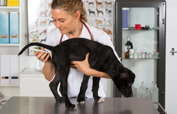 Veterinario con su perro American Staffordshire — Foto de Stock