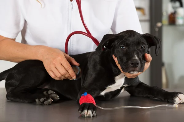 Ветеринар со своей собакой Американский Стаффордшир — стоковое фото