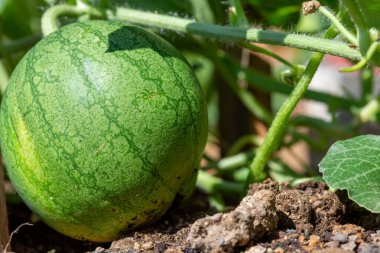 Ekolojik ve sürdürülebilir karpuz çiftliği