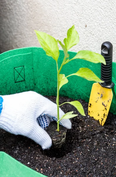 Agriculteur Plantant Des Tomates Biologiques Dans Pot Bio — Photo