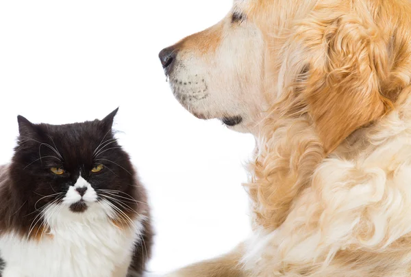 Chat persan avec chien Golden Retriever — Photo