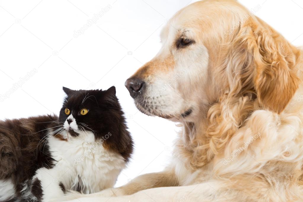 Persian Cat With Golden Retriever Dog