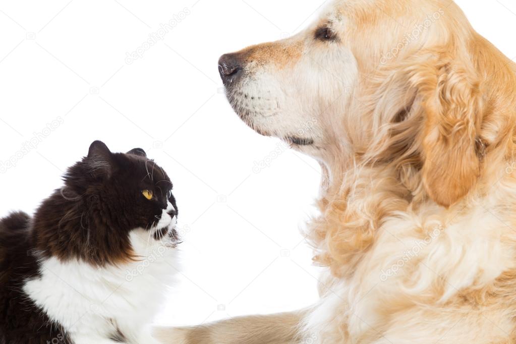 Persian Cat With Golden Retriever Dog