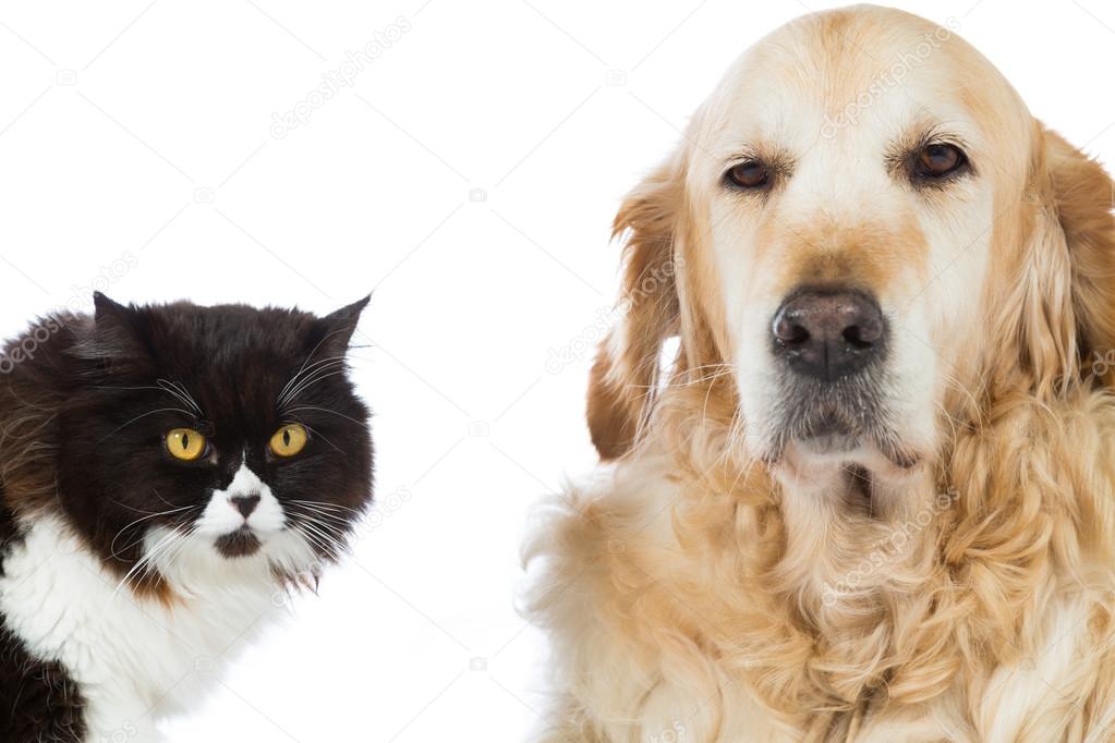 Persian Cat With Golden Retriever Dog