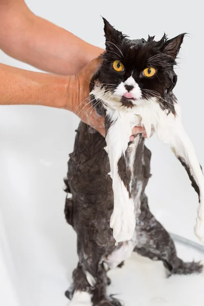 Bañar a un gato — Foto de Stock
