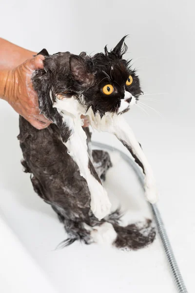 猫を入浴 — ストック写真