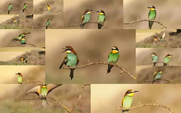 Colagem de aves comedoras de abelhas — Fotografia de Stock