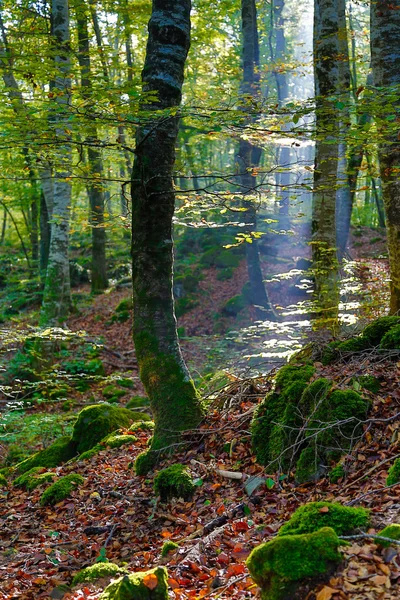 Forêt au lever du soleil — Photo