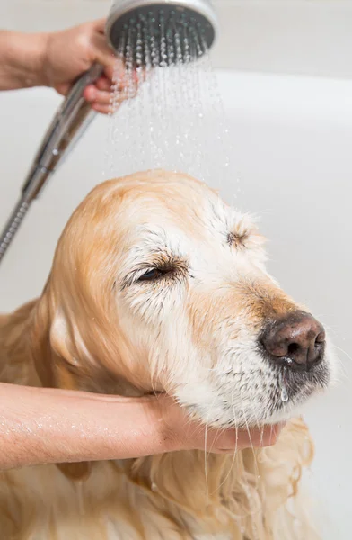 Ein Hund Golden Retriever baden — Stockfoto