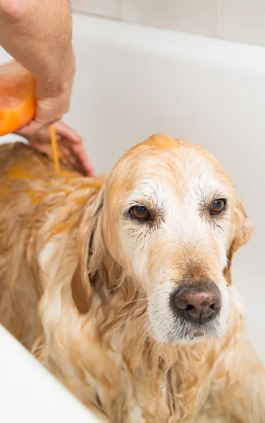 Bathing a dog Golden Retriever — Stock Photo, Image