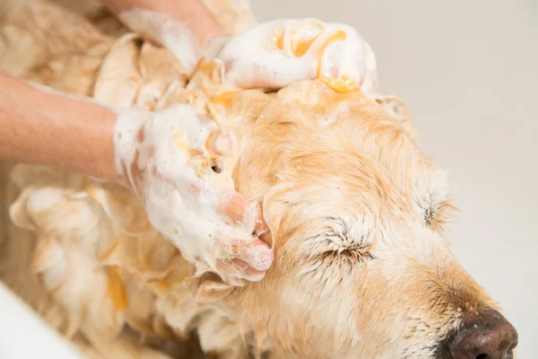 Bathing a dog Golden Retriever — Stock Photo, Image