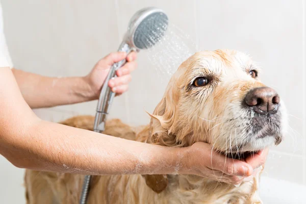 Banhar um cão Golden Retriever Imagem De Stock