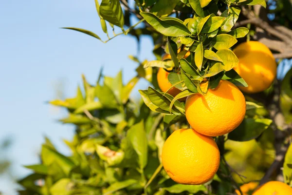 Valencia oranžové stromy — Stock fotografie