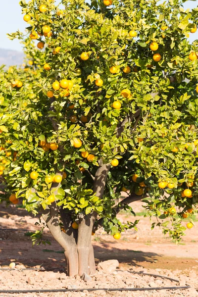 Valencia oranje bomen — Stockfoto