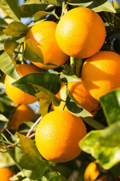 Valencia orange träd — Stockfoto