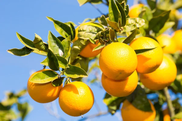 Valencia oranje bomen — Stockfoto