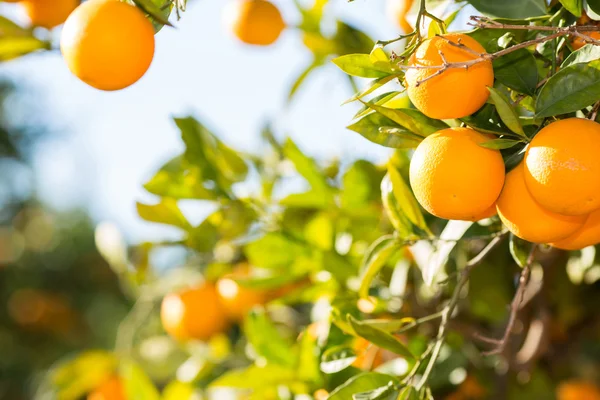 Valencia orange träd — Stockfoto