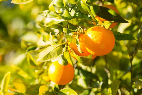 Valencia-Orangenbäume — Stockfoto