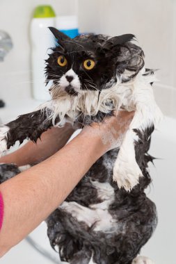 Bathing a cat clipart