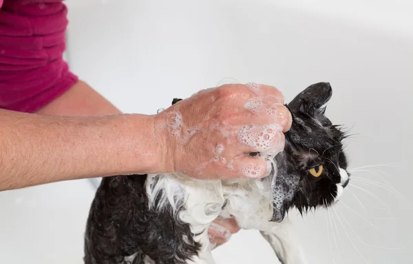 Bathing a cat — Stock Photo, Image