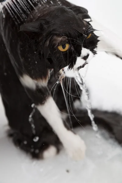 Bañar a un gato —  Fotos de Stock