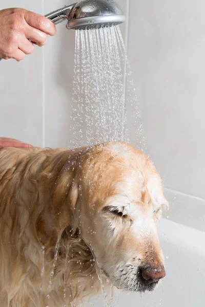 Salle de bain à un chien — Photo