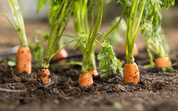 Zanahorias —  Fotos de Stock