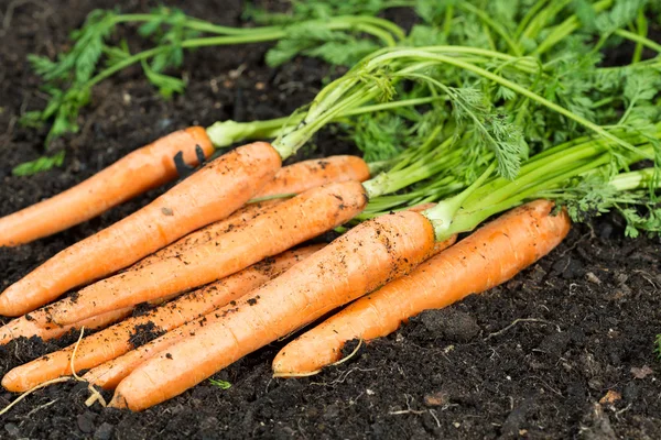 Wortelen — Stockfoto