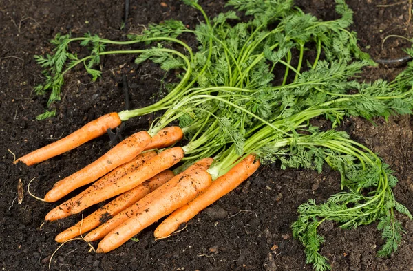 Zanahorias — Foto de Stock