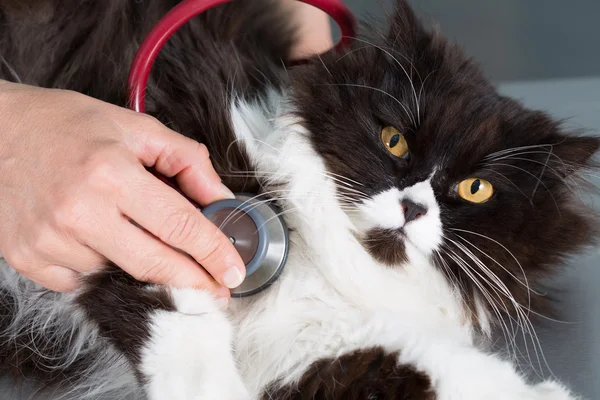 Veterinární naslouchat kočka — Stock fotografie